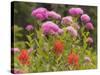 Washington, Mount Rainier National Park. Close Up of Wildflowers-Jaynes Gallery-Stretched Canvas