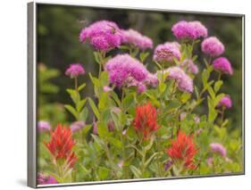 Washington, Mount Rainier National Park. Close Up of Wildflowers-Jaynes Gallery-Framed Photographic Print