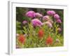 Washington, Mount Rainier National Park. Close Up of Wildflowers-Jaynes Gallery-Framed Photographic Print