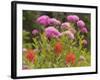 Washington, Mount Rainier National Park. Close Up of Wildflowers-Jaynes Gallery-Framed Photographic Print