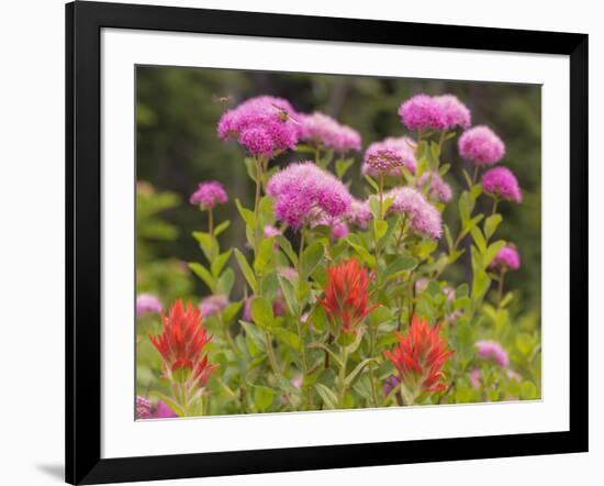 Washington, Mount Rainier National Park. Close Up of Wildflowers-Jaynes Gallery-Framed Photographic Print