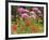 Washington, Mount Rainier National Park. Close Up of Wildflowers-Jaynes Gallery-Framed Photographic Print