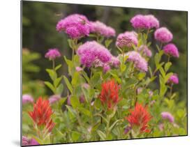 Washington, Mount Rainier National Park. Close Up of Wildflowers-Jaynes Gallery-Mounted Photographic Print