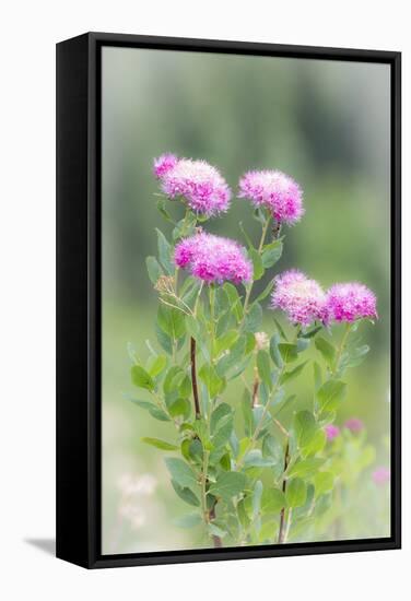 Washington, Mount Rainier National Park. Close Up of Wildflowers-Jaynes Gallery-Framed Stretched Canvas