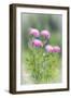 Washington, Mount Rainier National Park. Close Up of Wildflowers-Jaynes Gallery-Framed Photographic Print