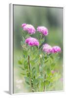 Washington, Mount Rainier National Park. Close Up of Wildflowers-Jaynes Gallery-Framed Photographic Print