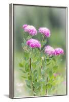 Washington, Mount Rainier National Park. Close Up of Wildflowers-Jaynes Gallery-Framed Photographic Print