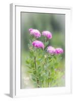 Washington, Mount Rainier National Park. Close Up of Wildflowers-Jaynes Gallery-Framed Photographic Print