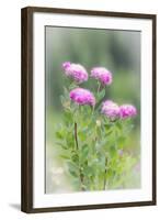 Washington, Mount Rainier National Park. Close Up of Wildflowers-Jaynes Gallery-Framed Photographic Print