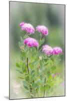 Washington, Mount Rainier National Park. Close Up of Wildflowers-Jaynes Gallery-Mounted Photographic Print