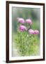 Washington, Mount Rainier National Park. Close Up of Wildflowers-Jaynes Gallery-Framed Photographic Print