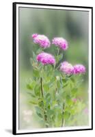 Washington, Mount Rainier National Park. Close Up of Wildflowers-Jaynes Gallery-Framed Premium Photographic Print