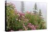 Washington, Mount Rainier National Park. Close Up of Wildflowers-Jaynes Gallery-Stretched Canvas
