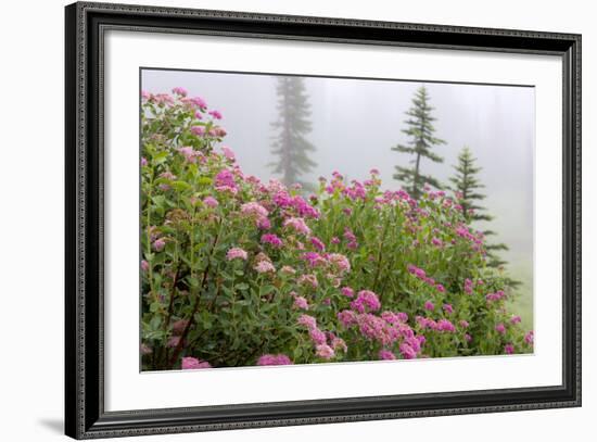 Washington, Mount Rainier National Park. Close Up of Wildflowers-Jaynes Gallery-Framed Photographic Print