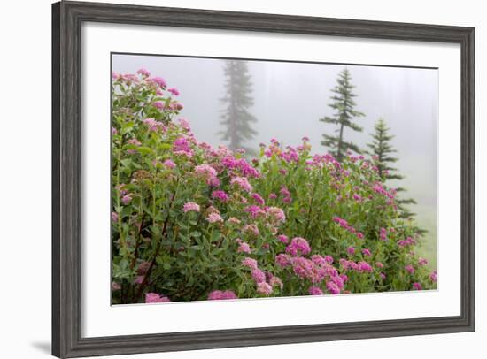 Washington, Mount Rainier National Park. Close Up of Wildflowers-Jaynes Gallery-Framed Photographic Print