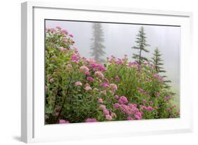 Washington, Mount Rainier National Park. Close Up of Wildflowers-Jaynes Gallery-Framed Photographic Print