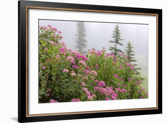 Washington, Mount Rainier National Park. Close Up of Wildflowers-Jaynes Gallery-Framed Photographic Print