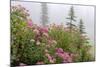 Washington, Mount Rainier National Park. Close Up of Wildflowers-Jaynes Gallery-Mounted Photographic Print