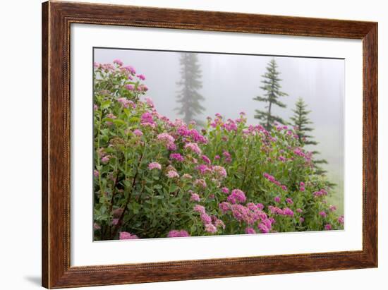 Washington, Mount Rainier National Park. Close Up of Wildflowers-Jaynes Gallery-Framed Photographic Print