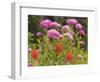 Washington, Mount Rainier National Park. Close Up of Wildflowers-Jaynes Gallery-Framed Photographic Print