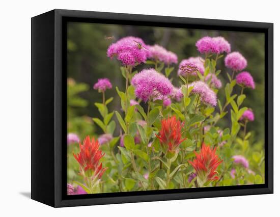 Washington, Mount Rainier National Park. Close Up of Wildflowers-Jaynes Gallery-Framed Stretched Canvas