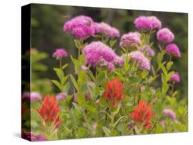 Washington, Mount Rainier National Park. Close Up of Wildflowers-Jaynes Gallery-Stretched Canvas