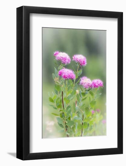 Washington, Mount Rainier National Park. Close Up of Wildflowers-Jaynes Gallery-Framed Photographic Print