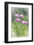 Washington, Mount Rainier National Park. Close Up of Wildflowers-Jaynes Gallery-Framed Photographic Print