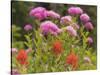 Washington, Mount Rainier National Park. Close Up of Wildflowers-Jaynes Gallery-Stretched Canvas