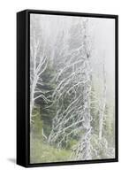 Washington, Mount Rainier National Park. Dead Trees in a Forest-Jaynes Gallery-Framed Stretched Canvas