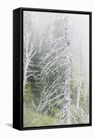 Washington, Mount Rainier National Park. Dead Trees in a Forest-Jaynes Gallery-Framed Stretched Canvas