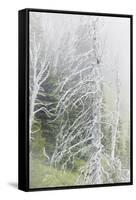 Washington, Mount Rainier National Park. Dead Trees in a Forest-Jaynes Gallery-Framed Stretched Canvas