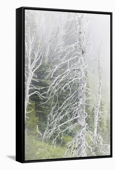 Washington, Mount Rainier National Park. Dead Trees in a Forest-Jaynes Gallery-Framed Stretched Canvas