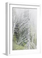 Washington, Mount Rainier National Park. Dead Trees in a Forest-Jaynes Gallery-Framed Photographic Print