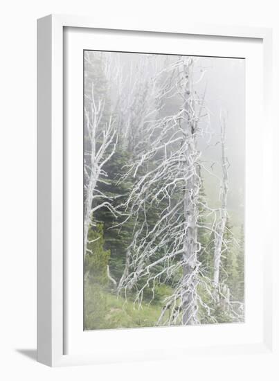 Washington, Mount Rainier National Park. Dead Trees in a Forest-Jaynes Gallery-Framed Photographic Print