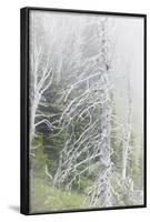 Washington, Mount Rainier National Park. Dead Trees in a Forest-Jaynes Gallery-Framed Photographic Print