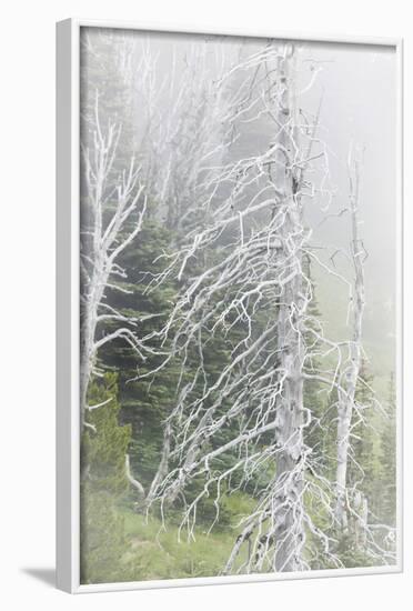 Washington, Mount Rainier National Park. Dead Trees in a Forest-Jaynes Gallery-Framed Photographic Print