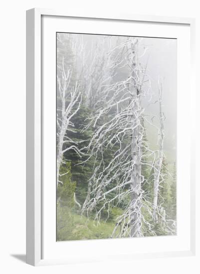 Washington, Mount Rainier National Park. Dead Trees in a Forest-Jaynes Gallery-Framed Photographic Print