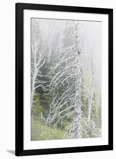 Washington, Mount Rainier National Park. Dead Trees in a Forest-Jaynes Gallery-Framed Photographic Print