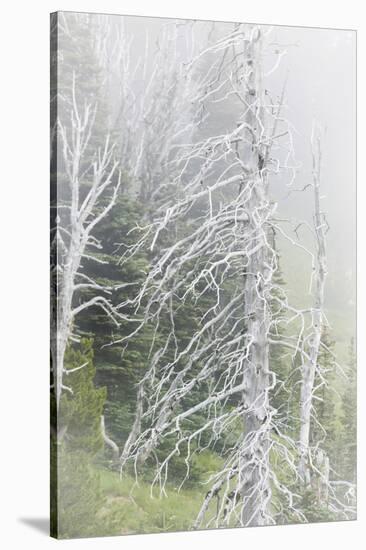 Washington, Mount Rainier National Park. Dead Trees in a Forest-Jaynes Gallery-Stretched Canvas