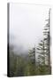 Washington, Mount Rainier National Park. Evergreen Trees in Fog-Jaynes Gallery-Stretched Canvas