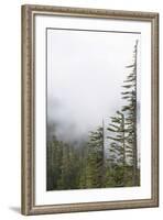Washington, Mount Rainier National Park. Evergreen Trees in Fog-Jaynes Gallery-Framed Photographic Print