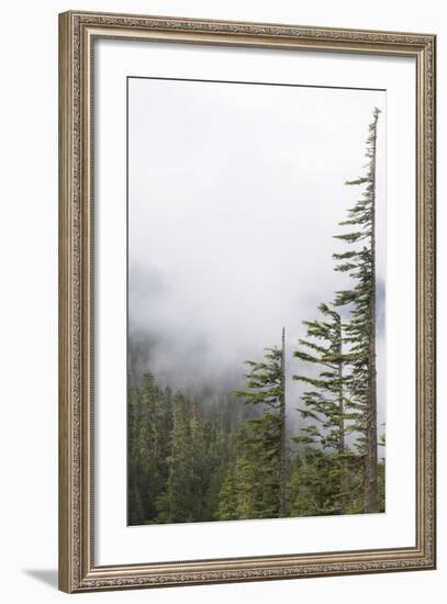 Washington, Mount Rainier National Park. Evergreen Trees in Fog-Jaynes Gallery-Framed Photographic Print