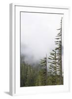 Washington, Mount Rainier National Park. Evergreen Trees in Fog-Jaynes Gallery-Framed Photographic Print