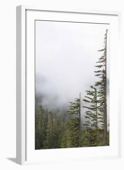 Washington, Mount Rainier National Park. Evergreen Trees in Fog-Jaynes Gallery-Framed Photographic Print