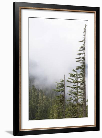 Washington, Mount Rainier National Park. Evergreen Trees in Fog-Jaynes Gallery-Framed Photographic Print