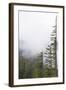 Washington, Mount Rainier National Park. Evergreen Trees in Fog-Jaynes Gallery-Framed Photographic Print