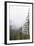 Washington, Mount Rainier National Park. Evergreen Trees in Fog-Jaynes Gallery-Framed Photographic Print