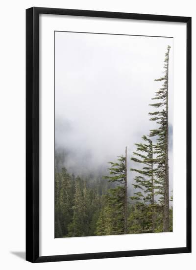 Washington, Mount Rainier National Park. Evergreen Trees in Fog-Jaynes Gallery-Framed Photographic Print