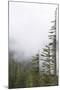 Washington, Mount Rainier National Park. Evergreen Trees in Fog-Jaynes Gallery-Mounted Photographic Print